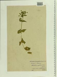 Stellaria aquatica (L.) Scop., Eastern Europe, Moscow region (E4a) (Russia)