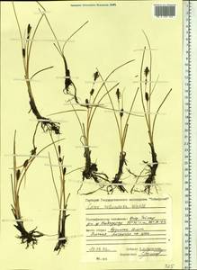 Carex rotundata Wahlenb., Siberia, Central Siberia (S3) (Russia)