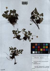 Potentilla acaulis L., Siberia, Altai & Sayany Mountains (S2) (Russia)