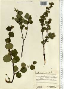 Betula nana L., Eastern Europe, Northern region (E1) (Russia)