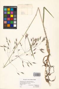 Bromus arvensis L., Eastern Europe, Central forest-and-steppe region (E6) (Russia)