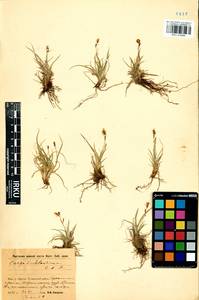 Carex ledebouriana C.A.Mey. ex Trevir., Siberia, Baikal & Transbaikal region (S4) (Russia)