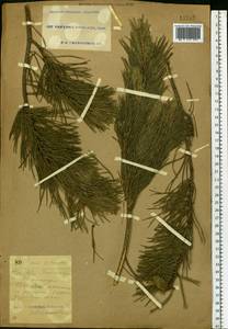 Pinus sylvestris L., Eastern Europe, South Ukrainian region (E12) (Ukraine)