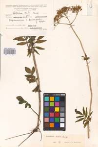 Valeriana dubia Bunge, Eastern Europe, Eastern region (E10) (Russia)