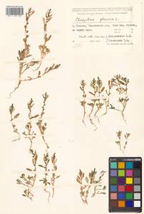 Oxybasis glauca (L.) S. Fuentes, Uotila & Borsch, Siberia, Russian Far East (S6) (Russia)