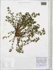 Scleranthus uncinatus Schur, Caucasus, Stavropol Krai, Karachay-Cherkessia & Kabardino-Balkaria (K1b) (Russia)