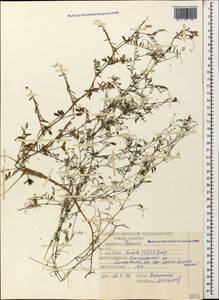 Vicia hirsuta (L.)Gray, Caucasus, Black Sea Shore (from Novorossiysk to Adler) (K3) (Russia)