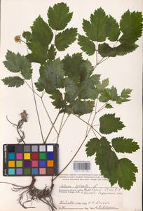 Actaea spicata L., Eastern Europe (no precise locality) (E0)