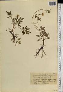 Ranunculus repens L., Siberia, Altai & Sayany Mountains (S2) (Russia)
