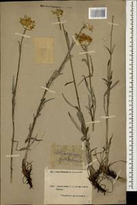 Psephellus pulcherrimus (Willd.) Wagenitz, Caucasus, Armenia (K5) (Armenia)