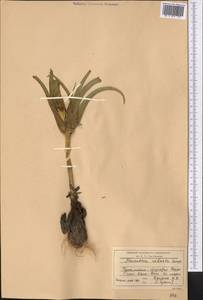 Colchicum robustum (Bunge) Stef., Middle Asia, Kopet Dag, Badkhyz, Small & Great Balkhan (M1) (Turkmenistan)