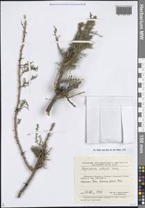 Myricaria bracteata Royle, Middle Asia, Pamir & Pamiro-Alai (M2) (Uzbekistan)