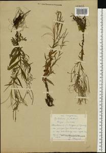Epilobium palustre L., Eastern Europe, Central forest region (E5) (Russia)