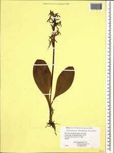 Platanthera chlorantha (Custer) Rchb., Caucasus, South Ossetia (K4b) (South Ossetia)