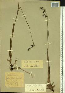 Luzula parviflora subsp. melanocarpa (Michx.) Hämet-Ahti, Siberia, Western Siberia (S1) (Russia)