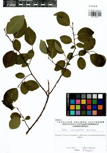 Salix taraikensis Kimura, Siberia, Baikal & Transbaikal region (S4) (Russia)