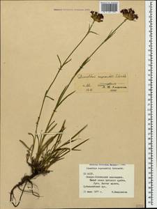 Dianthus ruprechtii Schischk.,, Caucasus, North Ossetia, Ingushetia & Chechnya (K1c) (Russia)