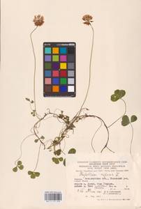 Trifolium repens L., Eastern Europe, West Ukrainian region (E13) (Ukraine)