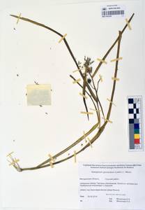 MAG 0003268, Sparganium glomeratum (Laest. ex Beurl.) Beurl., Siberia, Chukotka & Kamchatka (S7) (Russia)