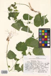 Urtica thunbergiana subsp. thunbergiana, Siberia, Russian Far East (S6) (Russia)