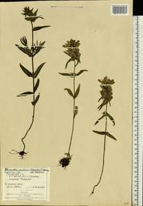 Rhinanthus serotinus var. vernalis (N. W. Zinger) Janch., Eastern Europe, West Ukrainian region (E13) (Ukraine)