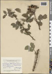Rosa tomentosa Sm., Caucasus, Dagestan (K2) (Russia)