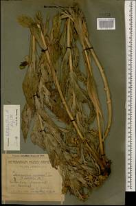 Scorzonera latifolia (Fisch. & C. A. Mey.) DC., Caucasus, Armenia (K5) (Armenia)