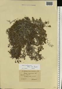 Thymus calcareus Klokov & Des.-Shost., Eastern Europe, Lower Volga region (E9) (Russia)