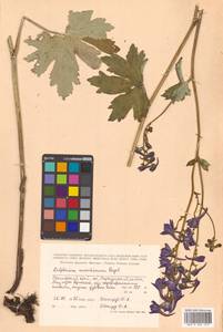 Delphinium maackianum Regel, Siberia, Russian Far East (S6) (Russia)