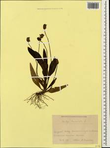 Plantago lanceolata L., Caucasus, Krasnodar Krai & Adygea (K1a) (Russia)
