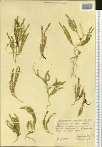 Spinulum annotinum subsp. dubium (Zoëga) J.H.Xue, Chepinoga & K.P.Ma, Siberia, Chukotka & Kamchatka (S7) (Russia)