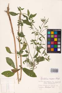 Epilobium roseum (Schreb.) Schreb., Eastern Europe, Lower Volga region (E9) (Russia)