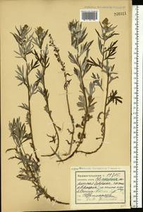 Artemisia tilesii Ledeb., Eastern Europe, Northern region (E1) (Russia)