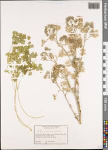Bubon macedonicum L., Western Europe (EUR) (Greece)