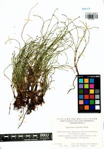 Equisetum scirpoides Michx., Siberia, Baikal & Transbaikal region (S4) (Russia)