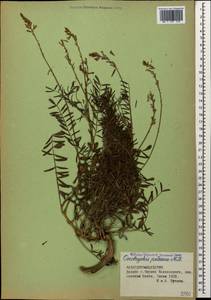 Onobrychis petraea (M.Bieb. ex Willd.) Fisch., Caucasus, Stavropol Krai, Karachay-Cherkessia & Kabardino-Balkaria (K1b) (Russia)