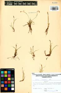 Carex rupestris All., Siberia, Baikal & Transbaikal region (S4) (Russia)