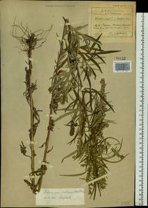 Artemisia umbrosa Turcz. ex DC., Siberia, Baikal & Transbaikal region (S4) (Russia)
