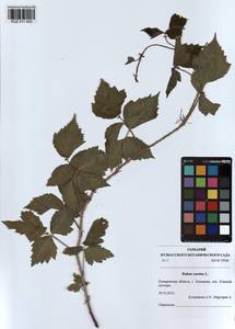 Rubus caesius L., Siberia, Altai & Sayany Mountains (S2) (Russia)