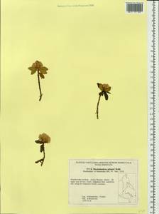 Rhododendron adamsii Rehder, Siberia, Russian Far East (S6) (Russia)
