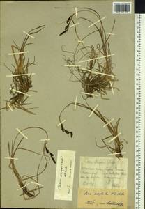 Carex microchaeta subsp. nesophila (Holm) D.F.Murray, Siberia, Chukotka & Kamchatka (S7) (Russia)