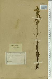Campanula sibirica L., Siberia, Altai & Sayany Mountains (S2) (Russia)