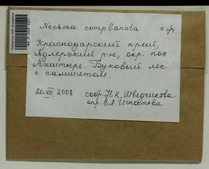 Alleniella complanata (Hedw.) S. Olsson, Enroth & D. Quandt, Bryophytes, Bryophytes - North Caucasus & Ciscaucasia (B12) (Russia)