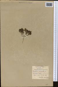 Frankenia pulverulenta, Middle Asia, Northern & Central Kazakhstan (M10) (Kazakhstan)