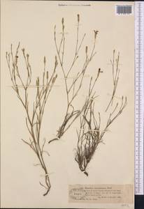 Dianthus ramosissimus Pall. ex Poir., Middle Asia, Muyunkumy, Balkhash & Betpak-Dala (M9) (Kazakhstan)