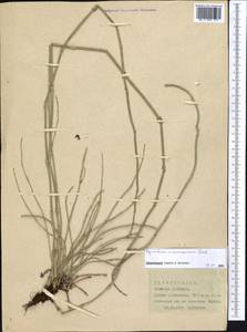 Equisetum ramosissimum Desf., Middle Asia, Pamir & Pamiro-Alai (M2) (Kyrgyzstan)