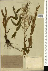 Epilobium parviflorum Schreb., Caucasus, Black Sea Shore (from Novorossiysk to Adler) (K3) (Russia)