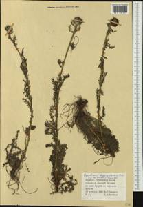 Tanacetum lanuginosum Sch. Bip. & Herder, Siberia, Baikal & Transbaikal region (S4) (Russia)