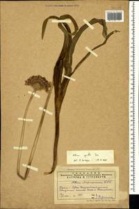 Allium cyrilli Ten., Crimea (KRYM) (Russia)