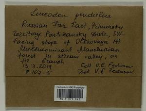 Leucodon pendulus Lindb., Bryophytes, Bryophytes - Russian Far East (excl. Chukotka & Kamchatka) (B20) (Russia)